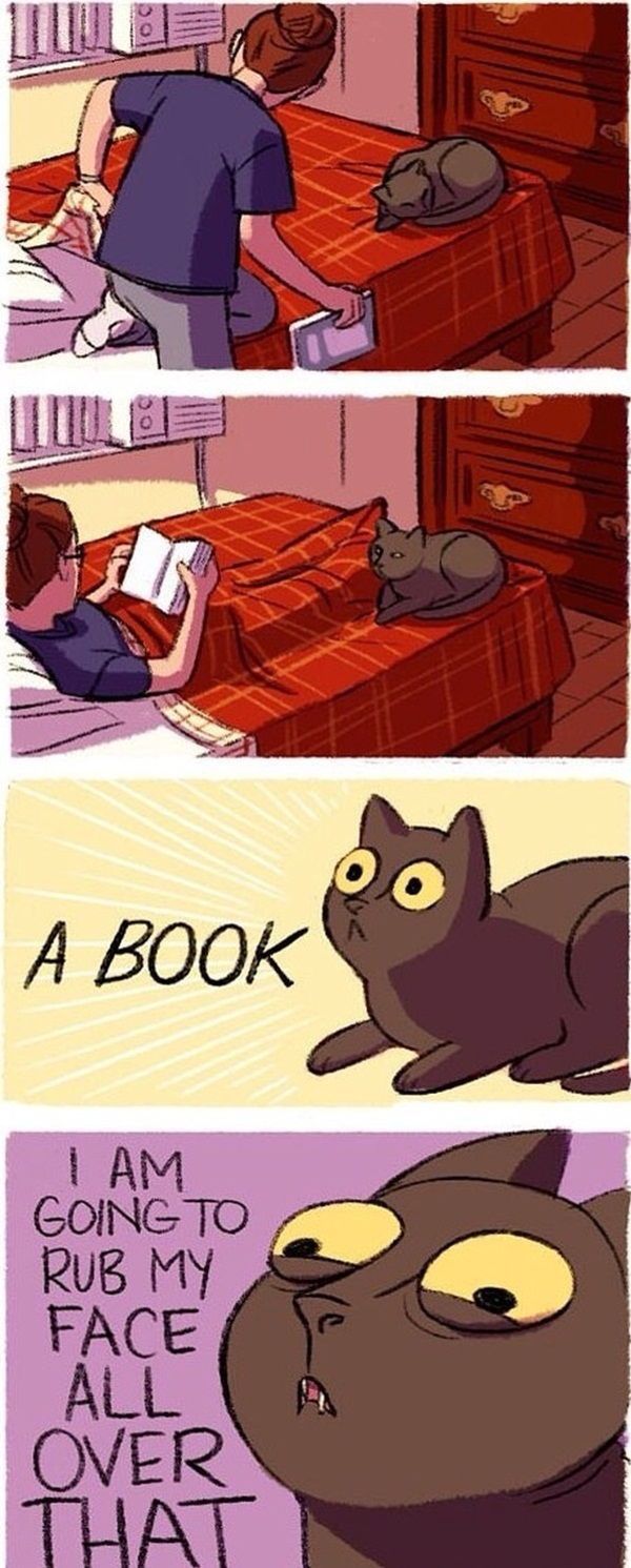cat owner would understand - A Book I Am Going To Rub My Face All Over That