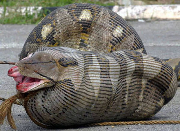 snake after eating