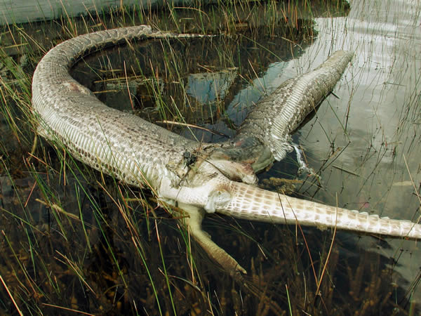 snake python vs gator florida