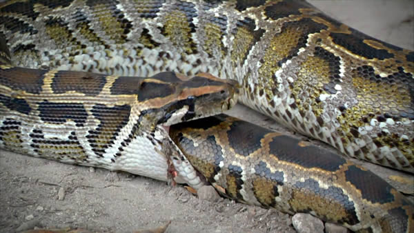 snake python eating python