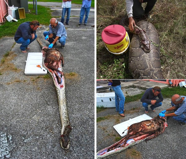 snake python eats deer - cloo