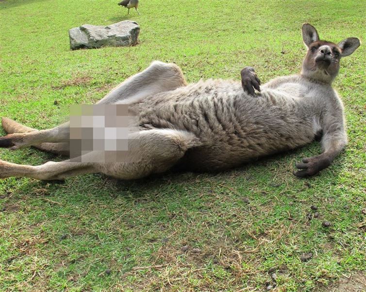 Female kangaroos have not one, not two, but THREE vaginas.