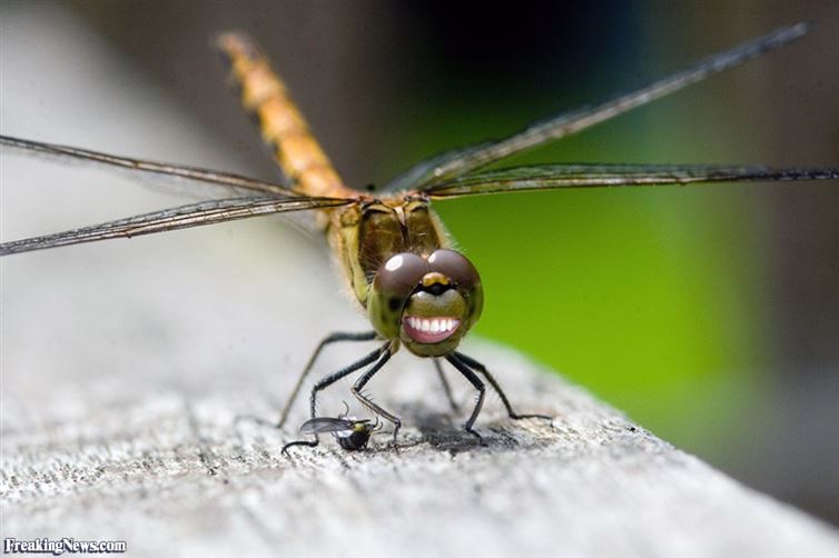 Dragonflies have shovel shaped penises, which allows them to scoop out rival dragonfly sperm.
