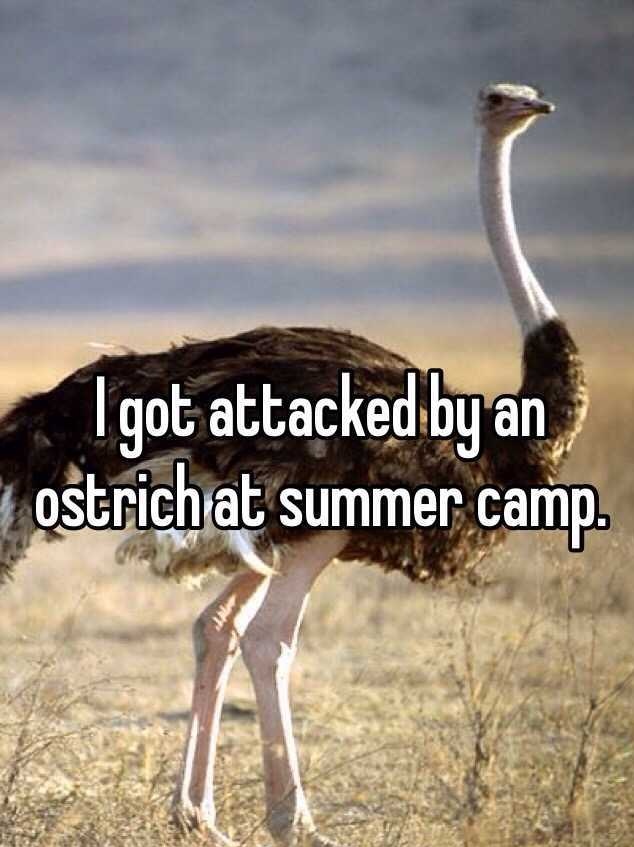 whisper - biggest ostrich ever - I got attacked by an ostrich at summer camp.