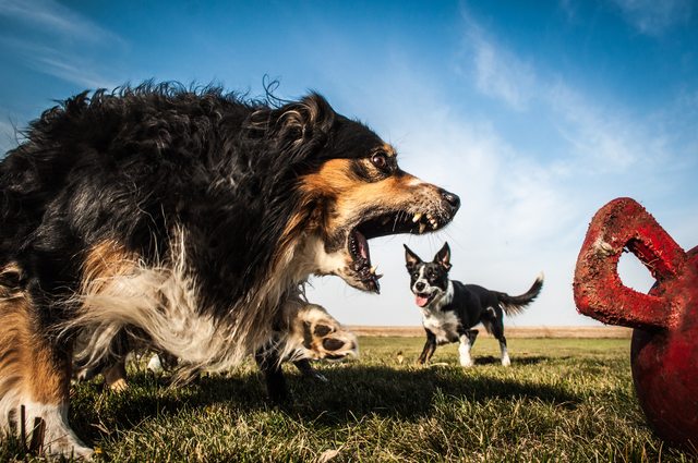 Perfectly Timed Photos That Make Dogs Look Like Giants