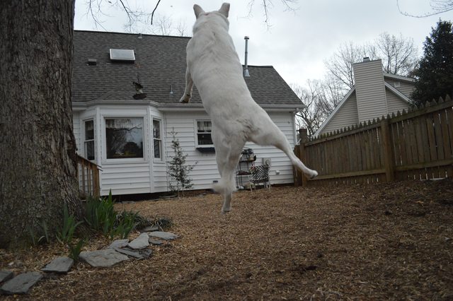 Perfectly Timed Photos That Make Dogs Look Like Giants