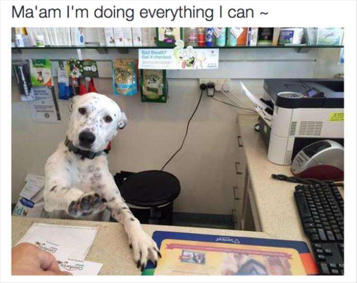 dog work memes - Ma'am I'm doing everything I can ~ Aud