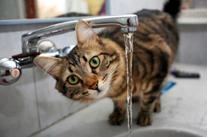 Your cat will drink more water if you move the water away from the food.