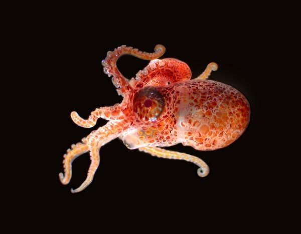 Some octopuses die shortly after mating and parenthood.