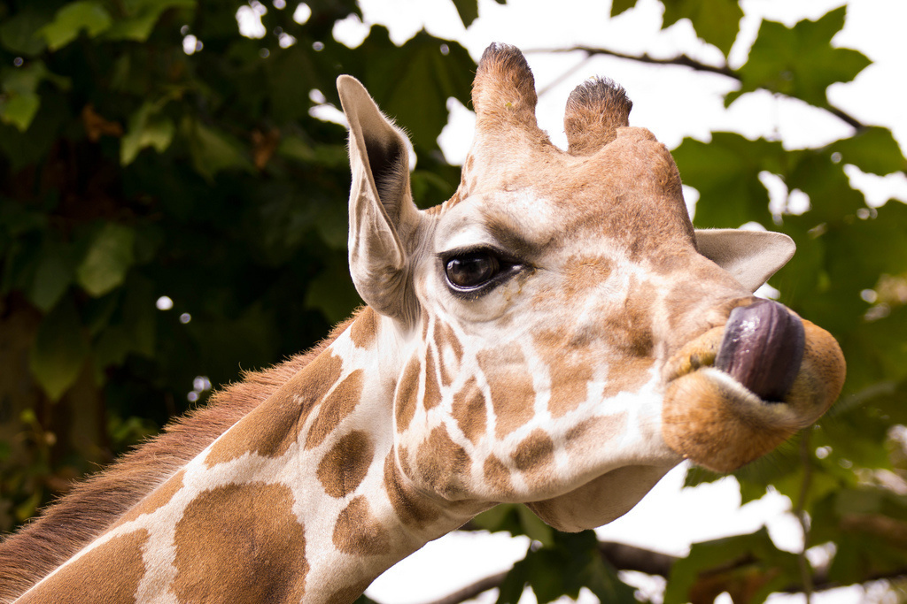 A giraffe's tongue is up 21 inches long. Sometime, they use them to clean their own noses.