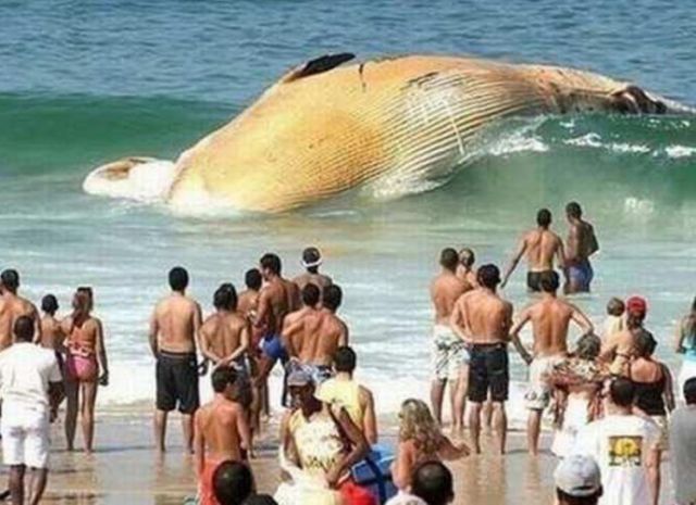 Dead whale being washed up on beach.