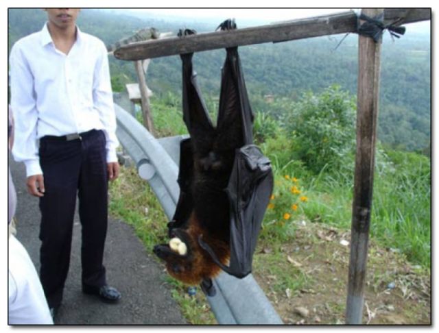 “Giant golden-crowned flying fox” is one of the largest bat species in the world.