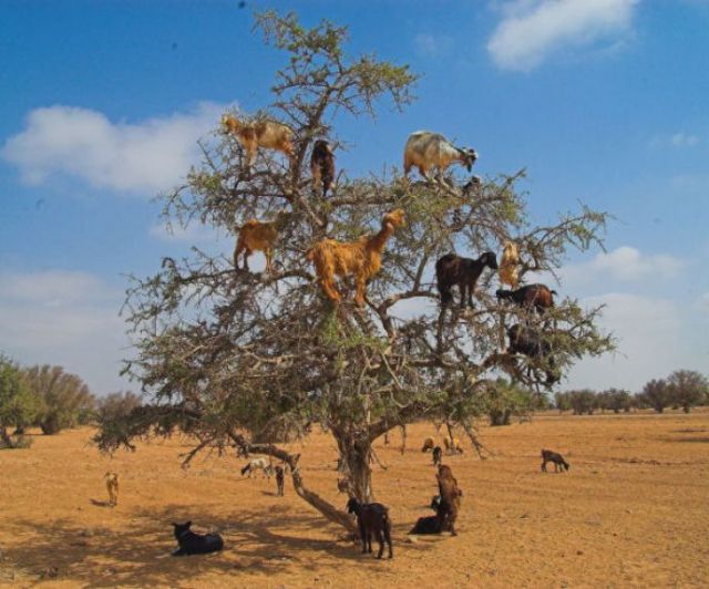 In Morocco, goats often climb Argan trees in search of food.