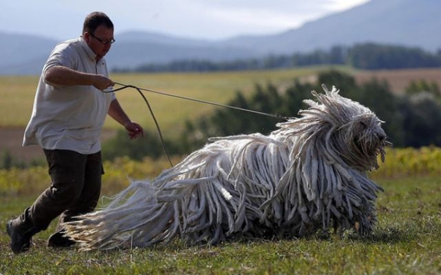 Komondor, Hungarian breed of livestock guardian dog.