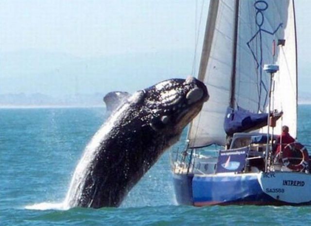 A Grey whale hit a tourist boat on the Mexican coast.
