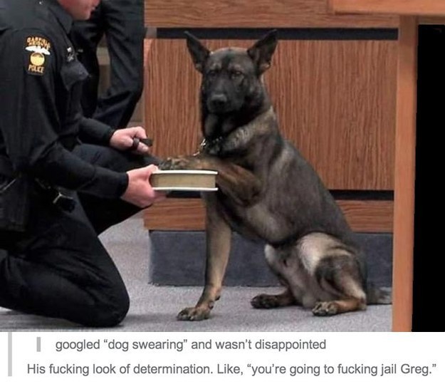 tumblr  - dog swearing - googled "dog swearing" and wasn't disappointed His fucking look of determination. , "you're going to fucking jail Greg."