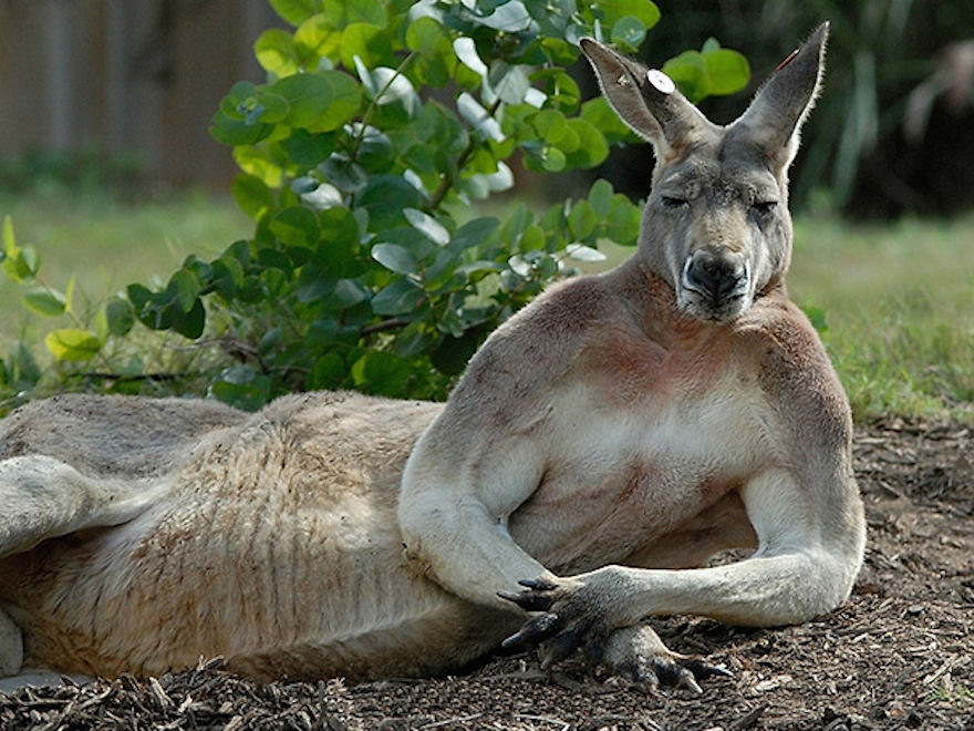 Here Are 25 Animals That Really Really Want To Be Supermodels