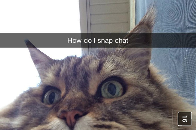 funny cat snapchat - How do I snap chat 16