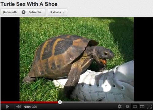youtube Turtle Sex With A Shoe j2smooth Subscribe videos 0.26