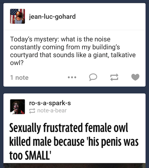 web page - Bor jeanlucgohard Today's mystery what is the noise constantly coming from my building's courtyard that sounds a giant, talkative owl? 1 note rosasparks noteabear Sexually frustrated female owl killed male because 'his penis was too Small