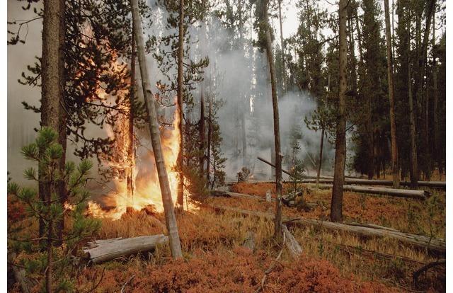 When an emergency flare started a forest fire.
A lost hunter shot off a flare in the woods near San Diego in 2003. The result? The largest fire in California history.