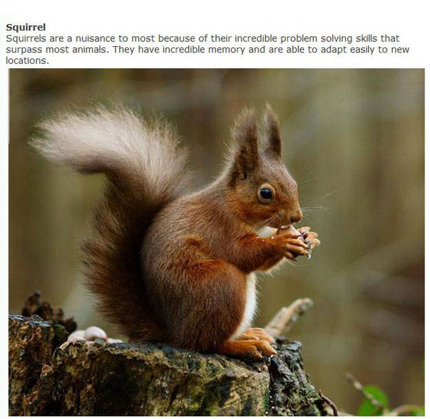 You’ll Be Surprised By How These Actually Smart Animal’s Are