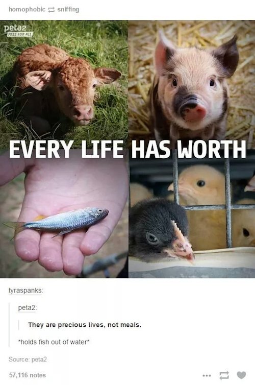 tumblr - peta meme - homophobic sniffing peta2 Free Tobale Every Life Has Worth tyraspanks peta2 They are precious lives, not meals. "holds fish out of water Source peta2 57,116 notes