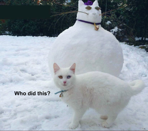 animal snow meme - Who did this?