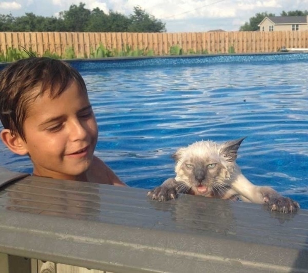 cat in pool