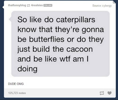 tumblr - funny tumblr questions - thatfunnyblog 4realsies Source cybergy So do caterpillars know that they're gonna be butterflies or do they just build the cacoon and be wtf am I doing Dude Omg 125,723 notes