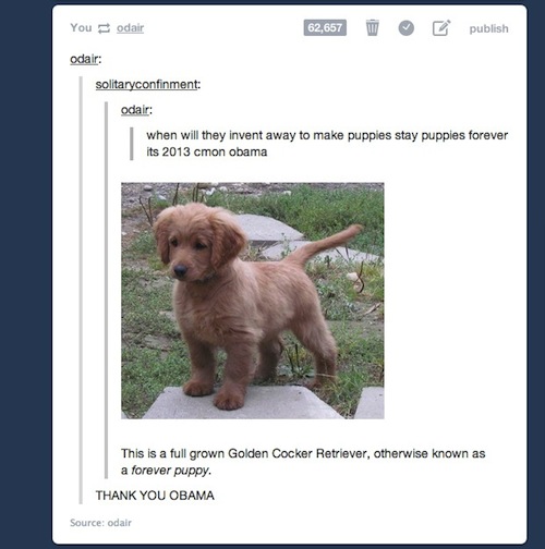 tumblr - golden cocker retriever - You odair 62,657 W publish odair solitaryconfinment odair when will they invent away to make puppies stay puppies forever its 2013 cmon obama This is a full grown Golden Cocker Retriever, otherwise known as a forever pup