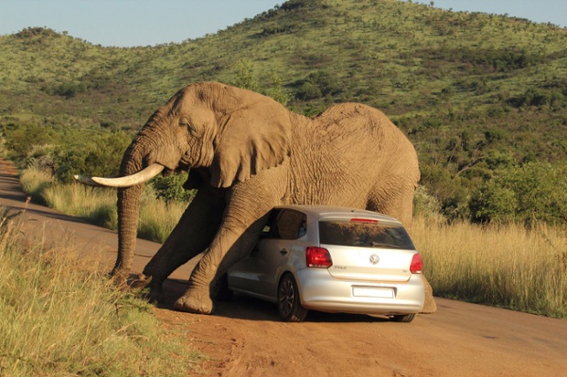 elephant fucks car