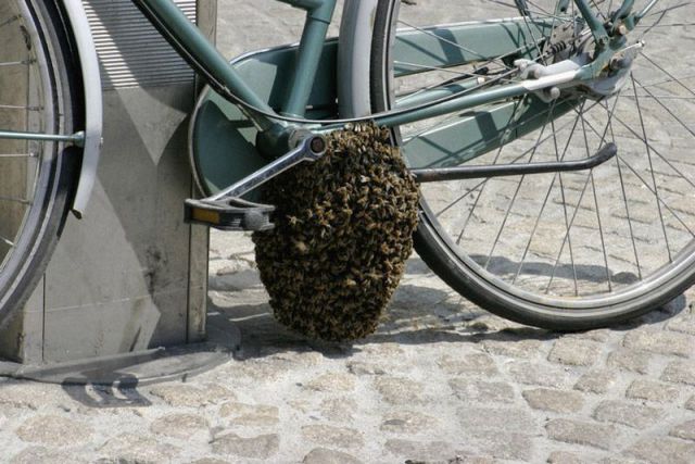 bee swarm bike