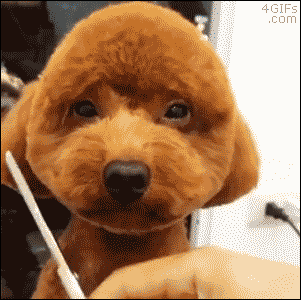 funny dog haircut gifs - 4 GIFs .com