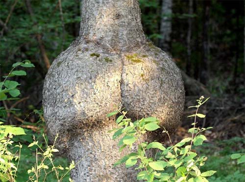 15 Perverted Trees That Should Be Ashamed Of Themselves