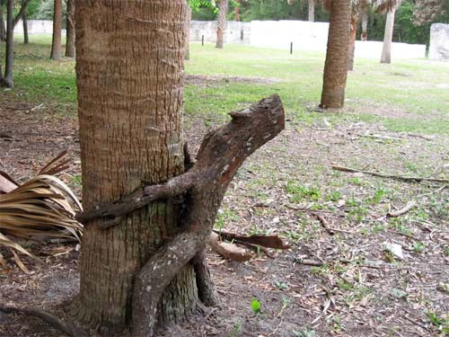 15 Perverted Trees That Should Be Ashamed Of Themselves