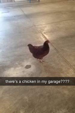 chicken on snapchat - there's a chicken in my garage????