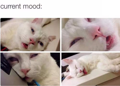 tumblr -current mood - current mood