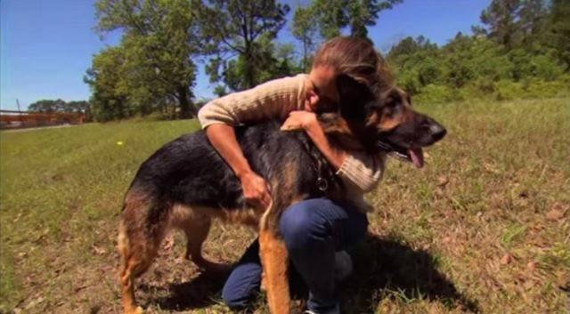 A stray dog saved a woman after she crashed down an embankment and was thrown through the back window of her car. The German Shepherd emerged from the woods, pulled her by the collar off the trunk and 50 yards through the briars to the road where she could be seen by passing motorists.