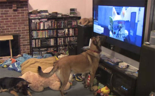 Dogs have only recently been able to watch TV, with the advent of HDTV with their higher framerates. Before that, with CRT’s, it was like watching a strobe light. We humans need about 16 to 20 images a second to perceive what we see as continuous film, whereas dogs need about 70 images per second. So a few years ago, Fido was probably confounded by his master’s behaviour of sitting for hours staring at a flashing succession of images. With modern resolution and quicker imaging, dogs have become potential television viewers. This has not gone unrecognised in the USA, for example, where hopeful TV producers have started special TV channels for dogs.