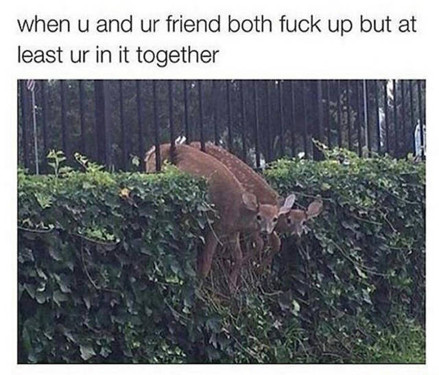 memes - funny deer memes - when u and ur friend both fuck up but at least ur in it together