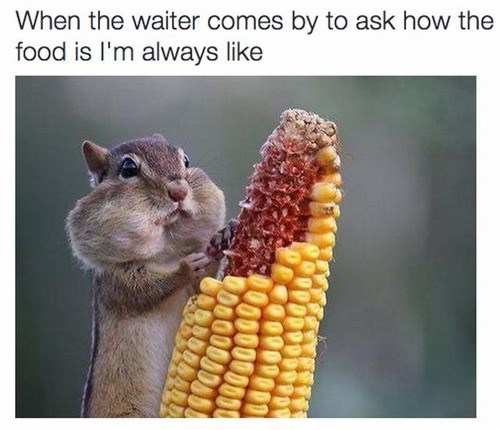 squirrel eating corn - When the waiter comes by to ask how the food is I'm always Crocoord Uud Occo Robot