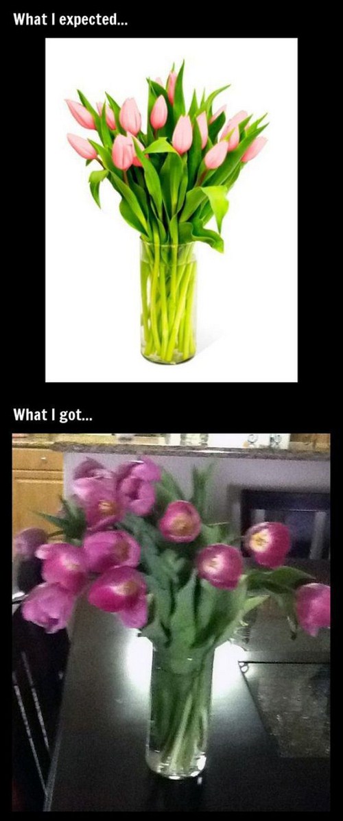 cut flowers - What I expected... What I got...