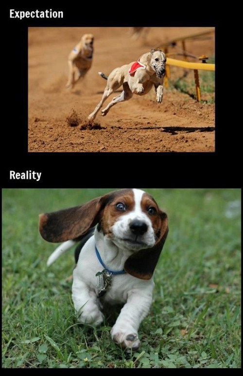 cute beagle dogs - Expectation Reality