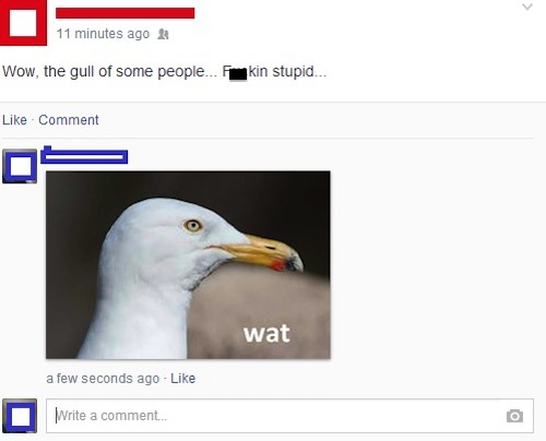 beak - 11 minutes ago Wow, the gull of some people.. kin stupid... Comment wat a few seconds ago Write a comment..