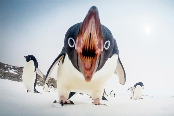 inside of penguin mouth