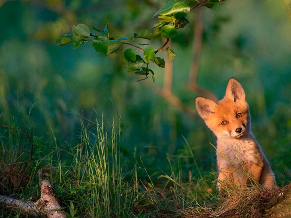 national geographic fox