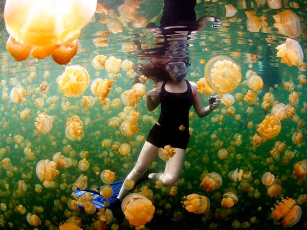 snorkeling with jellyfish