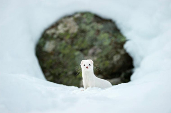 ermine national geographic