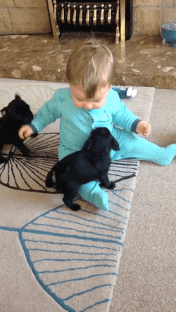 The Best Gifs of 2015